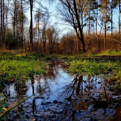 Nature- James Pang-12EO- Forest Reflection(1)